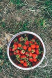 Κύπελλο με τις πρόσφατα επιλεγμένες homegrown οργανικές φράουλες στοκ φωτογραφία με δικαίωμα ελεύθερης χρήσης Κύπελλο με τις πρόσφατα επιλεγμένες homegrown οργανικές φράουλες στοκ φωτογραφία με δικαίωμα ελεύθερης χρήσης