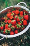 Κύπελλο με τις πρόσφατα επιλεγμένες homegrown οργανικές φράουλες στοκ φωτογραφία με δικαίωμα ελεύθερης χρήσης Κύπελλο με τις πρόσφατα επιλεγμένες homegrown οργανικές φράουλες στοκ φωτογραφία με δικαίωμα ελεύθερης χρήσης