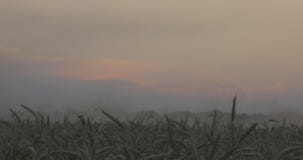 Κώνοι ηλιοβασιλέματος και σίτου απόθεμα βίντεο Κώνοι ηλιοβασιλέματος και σίτου απόθεμα βίντεο