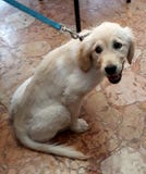 Λίγη ανάπτυξη Λα κουταβιών στοκ φωτογραφία Λίγη ανάπτυξη Λα κουταβιών στοκ φωτογραφία