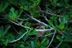 Λίγη κουκουβάγια, noctua Athene, πουλί στο παλαιό κεραμίδι στεγών Αστική άγρια φύση με το πουλί με τα κίτρινα μάτια, Βουλγαρία Σκ στοκ φωτογραφία με δικαίωμα ελεύθερης χρήσης Λίγη κουκουβάγια, noctua Athene, πουλί στο παλαιό κεραμίδι στεγών Αστική άγρια φύση με το πουλί με τα κίτρινα μάτια, Βουλγαρία Σκ στοκ φωτογραφία με δικαίωμα ελεύθερης χρήσης