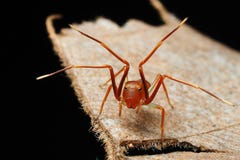 Λίγη μιμητική αράχνη μυρμηγκιών παρουσιάζει πόδια του στοκ εικόνες με δικαίωμα ελεύθερης χρήσης Λίγη μιμητική αράχνη μυρμηγκιών παρουσιάζει πόδια του στοκ εικόνες με δικαίωμα ελεύθερης χρήσης