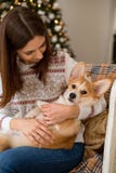 Λίγη ουαλλέζικη ζακέτα Corgi κουταβιών βρίσκεται στον καναπέ στην περιτύλιξη ενός κοριτσιού στοκ φωτογραφίες Λίγη ουαλλέζικη ζακέτα Corgi κουταβιών βρίσκεται στον καναπέ στην περιτύλιξη ενός κοριτσιού στοκ φωτογραφίες