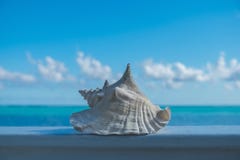 Λίγο cayman-Conch Shell στοκ εικόνα με δικαίωμα ελεύθερης χρήσης Λίγο cayman-Conch Shell στοκ εικόνα με δικαίωμα ελεύθερης χρήσης
