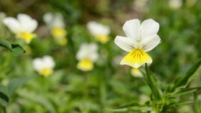 Λίγο κίτρινο δασικό Pansy Λίγο κίτρινο δασικό Pansy