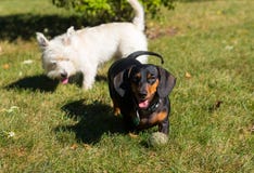 Λίγο μαύρο λευκό τεριέ ορεινών περιοχών dachshund και δύσης που παίζει το ο στοκ φωτογραφία με δικαίωμα ελεύθερης χρήσης Λίγο μαύρο λευκό τεριέ ορεινών περιοχών dachshund και δύσης που παίζει το ο στοκ φωτογραφία με δικαίωμα ελεύθερης χρήσης