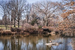 Λίμνη Central Park παπιών σε μια όαση της πρασινάδας στη μέση του δάσους των ουρανοξυστών στο ανώτερο Μανχάταν NYC στοκ φωτογραφίες Λίμνη Central Park παπιών σε μια όαση της πρασινάδας στη μέση του δάσους των ουρανοξυστών στο ανώτερο Μανχάταν NYC στοκ φωτογραφίες