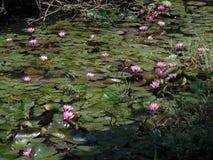 Λίμνη του νερού lillies στοκ φωτογραφίες με δικαίωμα ελεύθερης χρήσης Λίμνη του νερού lillies στοκ φωτογραφίες με δικαίωμα ελεύθερης χρήσης