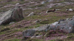 Λαγοί βουνών, timidus Lepus, μεταξύ της πορφυρής ερείκης μολβών σε μια βουνοπλαγιά στα cairngorms NP, Σκωτία κατά τη διάρκεια του απόθεμα βίντεο Λαγοί βουνών, timidus Lepus, μεταξύ της πορφυρής ερείκης μολβών σε μια βουνοπλαγιά στα cairngorms NP, Σκωτία κατά τη διάρκεια του απόθεμα βίντεο
