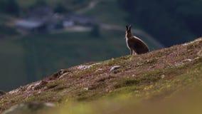 Λαγοί βουνών, timidus Lepus, συνεδρίαση και κοίταγμα γύρω από μια πλευρά λόφων στο εθνικό πάρκο cairngorms κατά τη διάρκεια ενός απόθεμα βίντεο Λαγοί βουνών, timidus Lepus, συνεδρίαση και κοίταγμα γύρω από μια πλευρά λόφων στο εθνικό πάρκο cairngorms κατά τη διάρκεια ενός απόθεμα βίντεο