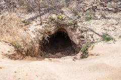 Λαγούμι στο έδαφος για την αλεπού, groundhog, βιότοπος στοκ φωτογραφίες με δικαίωμα ελεύθερης χρήσης Λαγούμι στο έδαφος για την αλεπού, groundhog, βιότοπος στοκ φωτογραφίες με δικαίωμα ελεύθερης χρήσης