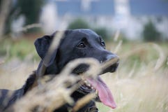 Λαμπραντόρ που ασθμαίνει στη μακριά χλόη στοκ εικόνα με δικαίωμα ελεύθερης χρήσης Λαμπραντόρ που ασθμαίνει στη μακριά χλόη στοκ εικόνα με δικαίωμα ελεύθερης χρήσης