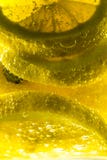 Λεμόνι, τα φρούτα του δέντρου citrus limon στοκ φωτογραφίες με δικαίωμα ελεύθερης χρήσης Λεμόνι, τα φρούτα του δέντρου citrus limon στοκ φωτογραφίες με δικαίωμα ελεύθερης χρήσης