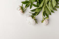 Λεπτά άσπρα peonies σε ένα άσπρο υπόβαθρο στοκ εικόνα με δικαίωμα ελεύθερης χρήσης Λεπτά άσπρα peonies σε ένα άσπρο υπόβαθρο στοκ εικόνα με δικαίωμα ελεύθερης χρήσης