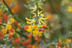 Λεπτομέρεια Wildflower κίτρινη και πορτοκαλιά στοκ εικόνες Λεπτομέρεια Wildflower κίτρινη και πορτοκαλιά στοκ εικόνες