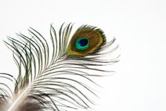 Λεπτομέρεια του ματιού φτερών peacock στο άσπρο υπόβαθρο απομονωμένος στοκ φωτογραφία με δικαίωμα ελεύθερης χρήσης Λεπτομέρεια του ματιού φτερών peacock στο άσπρο υπόβαθρο απομονωμένος στοκ φωτογραφία με δικαίωμα ελεύθερης χρήσης