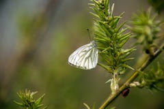 Λευκό λάχανων napi Pieris σε πράσινο σε έναν κλάδο ιτιών και με το πράσινο υπόβαθρο στοκ εικόνα Λευκό λάχανων napi Pieris σε πράσινο σε έναν κλάδο ιτιών και με το πράσινο υπόβαθρο στοκ εικόνα