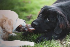 Λευκό χρυσό retriever και μαύρη σύγκρουση παιχνιδιού σκυλιών της νέας γης στοκ εικόνες με δικαίωμα ελεύθερης χρήσης Λευκό χρυσό retriever και μαύρη σύγκρουση παιχνιδιού σκυλιών της νέας γης στοκ εικόνες με δικαίωμα ελεύθερης χρήσης