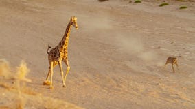Λιοντάρι που κυνηγά giraffe στην επιφύλαξη άγριας φύσης Etosha στη Ναμίμπια στοκ φωτογραφίες Λιοντάρι που κυνηγά giraffe στην επιφύλαξη άγριας φύσης Etosha στη Ναμίμπια στοκ φωτογραφίες