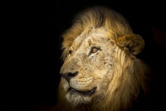 Λιοντάρι στη νύχτα, στο εθνικό πάρκο Kruger, Νότια Αφρική στοκ εικόνα Λιοντάρι στη νύχτα, στο εθνικό πάρκο Kruger, Νότια Αφρική στοκ εικόνα