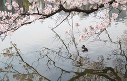 Λουλούδια sakura ανθών κερασιών που απεικονίζουν στο νερό στοκ φωτογραφίες Λουλούδια sakura ανθών κερασιών που απεικονίζουν στο νερό στοκ φωτογραφίες