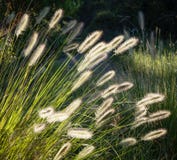Λουλούδια της αυστραλιανής χλόης Pennisetum alopecuroides που καίγεται μέσα Στοκ Φωτογραφία Λουλούδια της αυστραλιανής χλόης Pennisetum alopecuroides που καίγεται μέσα Στοκ Φωτογραφία