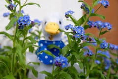 Λουλούδια χηναριών peluche στοκ φωτογραφίες Λουλούδια χηναριών peluche στοκ φωτογραφίες