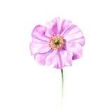 Λουλούδι anemone Watercolor Συρμένο χέρι ενιαίο λουλούδι διανυσματική απεικόνιση Λουλούδι anemone Watercolor Συρμένο χέρι ενιαίο λουλούδι διανυσματική απεικόνιση