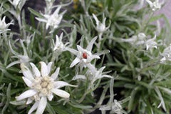 Λουλούδι Edelweiss Το Leontopodium nivale, αποκαλούμενος συνήθως edelweiss είναι ένα λουλούδι βουνών που ανήκει στην οικογένεια Α στοκ φωτογραφίες με δικαίωμα ελεύθερης χρήσης Λουλούδι Edelweiss Το Leontopodium nivale, αποκαλούμενος συνήθως edelweiss είναι ένα λουλούδι βουνών που ανήκει στην οικογένεια Α στοκ φωτογραφίες με δικαίωμα ελεύθερης χρήσης