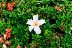 Λουλούδι Plumeria στα κόκκινα λουλούδια ακίδων στοκ εικόνα με δικαίωμα ελεύθερης χρήσης Λουλούδι Plumeria στα κόκκινα λουλούδια ακίδων στοκ εικόνα με δικαίωμα ελεύθερης χρήσης
