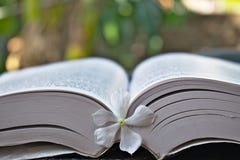 Λουλούδι που κρατιέται άσπρο στη μέση ενός βιβλίου στοκ φωτογραφία Λουλούδι που κρατιέται άσπρο στη μέση ενός βιβλίου στοκ φωτογραφία