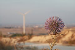 Λουλούδι στον ακανθωτό ανεμόμυλο γεννητριών εγκαταστάσεων και δύναμης στο υπόβαθρο στοκ εικόνα Λουλούδι στον ακανθωτό ανεμόμυλο γεννητριών εγκαταστάσεων και δύναμης στο υπόβαθρο στοκ εικόνα
