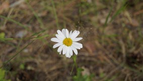 Λουλούδι της Daisy στο δάσος στοκ φωτογραφία με δικαίωμα ελεύθερης χρήσης Λουλούδι της Daisy στο δάσος στοκ φωτογραφία με δικαίωμα ελεύθερης χρήσης