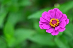 Λουλούδι της Zinnia σε Shalimar Bagh στοκ εικόνες Λουλούδι της Zinnia σε Shalimar Bagh στοκ εικόνες