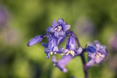 Λουλούδια Bluebell άνοιξη στη δροσιά πρωινού στοκ φωτογραφίες με δικαίωμα ελεύθερης χρήσης Λουλούδια Bluebell άνοιξη στη δροσιά πρωινού στοκ φωτογραφίες με δικαίωμα ελεύθερης χρήσης