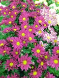 Λουλούδια Gazania με τις διαφορετικές ρόδινες και άσπρες μορφές στοκ φωτογραφία με δικαίωμα ελεύθερης χρήσης Λουλούδια Gazania με τις διαφορετικές ρόδινες και άσπρες μορφές στοκ φωτογραφία με δικαίωμα ελεύθερης χρήσης