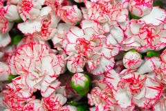 Λουλούδια Hydrangea με τις όμορφες ρόδινες άκρες στα πέταλα ως υπόβαθρο στοκ φωτογραφία με δικαίωμα ελεύθερης χρήσης Λουλούδια Hydrangea με τις όμορφες ρόδινες άκρες στα πέταλα ως υπόβαθρο στοκ φωτογραφία με δικαίωμα ελεύθερης χρήσης