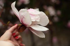 Λουλούδια Magnolia σε έναν κλάδο την πρώιμη άνοιξη στοκ φωτογραφία Λουλούδια Magnolia σε έναν κλάδο την πρώιμη άνοιξη στοκ φωτογραφία