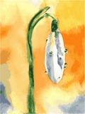 Λουλούδια Watercolor snowdrop Διανυσματική εικόνα άνοιξη με το άσπρο λουλούδι διανυσματική απεικόνιση Λουλούδια Watercolor snowdrop Διανυσματική εικόνα άνοιξη με το άσπρο λουλούδι διανυσματική απεικόνιση