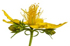 Λουλούδια wort του ST John (perforatum Hypericum), που απομονώνονται επάνω Στοκ Εικόνες Λουλούδια wort του ST John (perforatum Hypericum), που απομονώνονται επάνω Στοκ Εικόνες