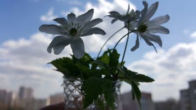 Λουλούδια άνοιξη Snowdrop Snowdrops ενάντια στο μπλε ουρανό Κινηματογράφηση σε πρώτο πλάνο Snowdrops Μια μικρή ανθοδέσμη των snow στοκ εικόνες Λουλούδια άνοιξη Snowdrop Snowdrops ενάντια στο μπλε ουρανό Κινηματογράφηση σε πρώτο πλάνο Snowdrops Μια μικρή ανθοδέσμη των snow στοκ εικόνες