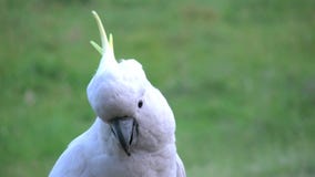 Λοφιοφόρη τοποθέτηση cockatoo θείου της Αυστραλίας Λοφιοφόρη τοποθέτηση cockatoo θείου της Αυστραλίας