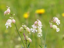 Λυχνίδα κύστεων ή maidenstears εγκαταστάσεις Silene vulgaris στοκ εικόνα με δικαίωμα ελεύθερης χρήσης Λυχνίδα κύστεων ή maidenstears εγκαταστάσεις Silene vulgaris στοκ εικόνα με δικαίωμα ελεύθερης χρήσης