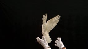 Μάγος που απελευθερώνει ένα άσπρο περιστέρι στο μαύρο υπόβαθρο Μάγος που απελευθερώνει ένα άσπρο περιστέρι στο μαύρο υπόβαθρο