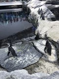 Μάνδρα-guin-περιφράξτε Pals στοκ εικόνα Μάνδρα-guin-περιφράξτε Pals στοκ εικόνα