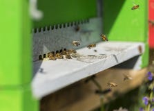 Μέλισσα που προσγειώνεται στην κυψέλη στοκ εικόνα με δικαίωμα ελεύθερης χρήσης Μέλισσα που προσγειώνεται στην κυψέλη στοκ εικόνα με δικαίωμα ελεύθερης χρήσης