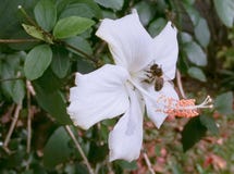 Μέλισσα που σκαρφαλώνει σε ένα άσπρο hibiscus λουλούδι στοκ εικόνες με δικαίωμα ελεύθερης χρήσης Μέλισσα που σκαρφαλώνει σε ένα άσπρο hibiscus λουλούδι στοκ εικόνες με δικαίωμα ελεύθερης χρήσης