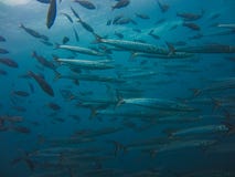Μέσα σε ένα σχολείο των barracudas στα galapagos νησιά Ισημερινός στοκ εικόνες Μέσα σε ένα σχολείο των barracudas στα galapagos νησιά Ισημερινός στοκ εικόνες