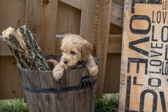 Μίνι κουτάβι Goldendoodle στοκ φωτογραφία Μίνι κουτάβι Goldendoodle στοκ φωτογραφία