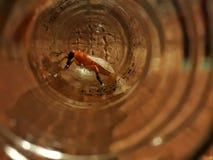 Μακριά είναι μια μύγα που προσπαθεί πάντα στοκ φωτογραφία με δικαίωμα ελεύθερης χρήσης Μακριά είναι μια μύγα που προσπαθεί πάντα στοκ φωτογραφία με δικαίωμα ελεύθερης χρήσης